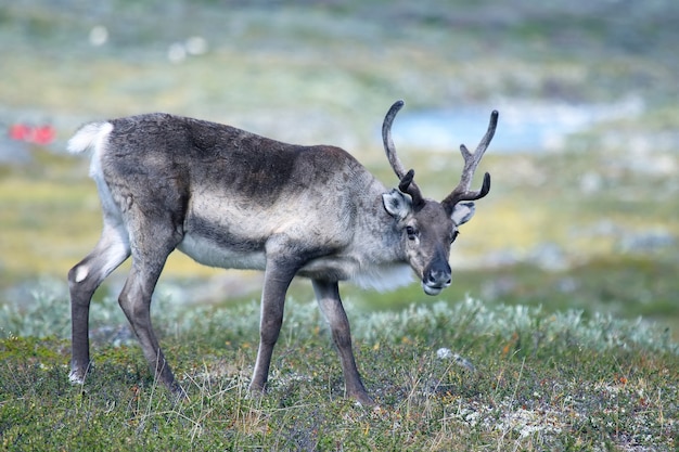 Rendieren grazen in de natuur