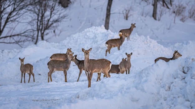 Rendieren In De Winter