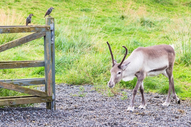 Rendieren in kraal en spreeuw op hek