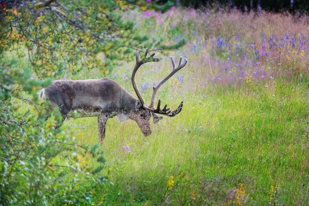 Rendieren in noorwegen in het zomerseizoen