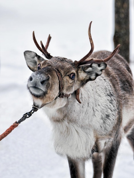 Rendieren in winterboerderij in Lapland, Finland