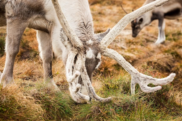 Rendieren lopen door een groot weiland in Schotland