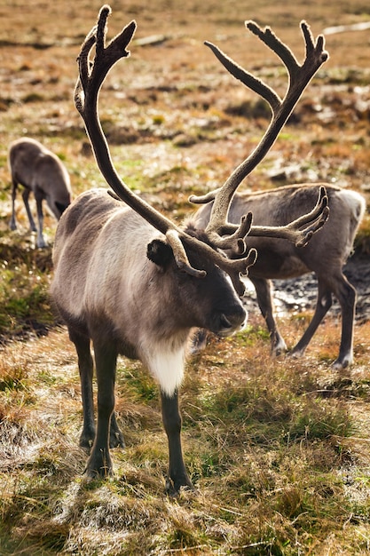 Rendieren lopen door een groot weiland in Schotland