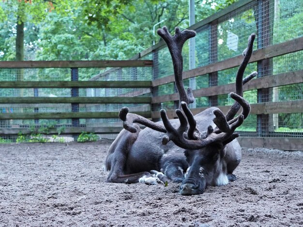 Rendieren met grote geweien die op de grond in een paddock rusten. Sint-Petersburg, Rusland.