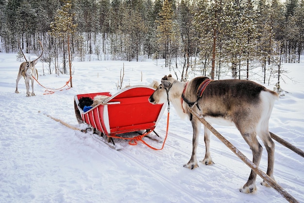 Rendieren met slee in het winterbos in Rovaniemi, Lapland, Noord-Finland