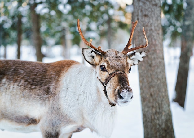 Rendieren op boerderij in de winter Rovaniemi, Lapland, Noord-Finland