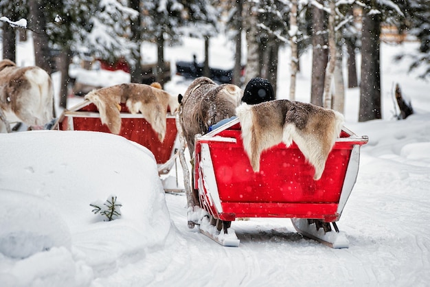 Rendieren slee caravan safari met mensen in het winterbos in Rovaniemi, Lapland, Noord-Finland.