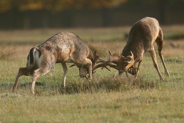 Rendieren vechten op het land.