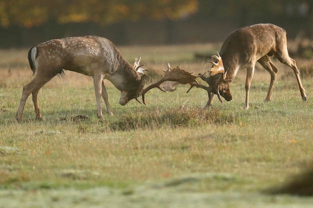 Rendieren vechten op het land.