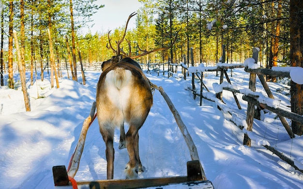 Rendierenslee in Finland in Rovaniemi op de boerderij van Lapland. Kerst slee op winter slee rit safari met sneeuw Finse Arctische noordpool. Plezier met Noorse Saami-dieren.