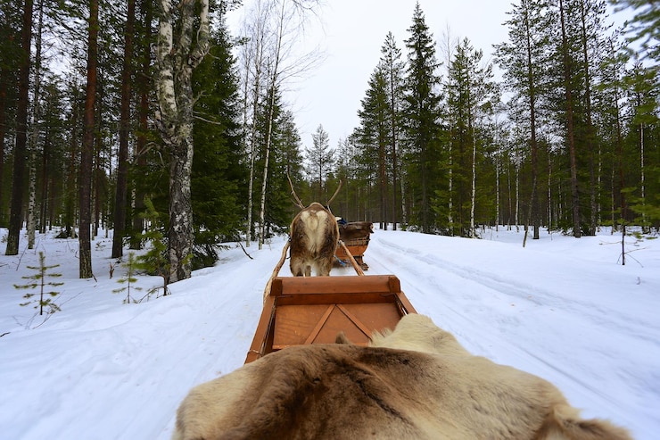 Foto rendierslee op sneeuwbedekt land