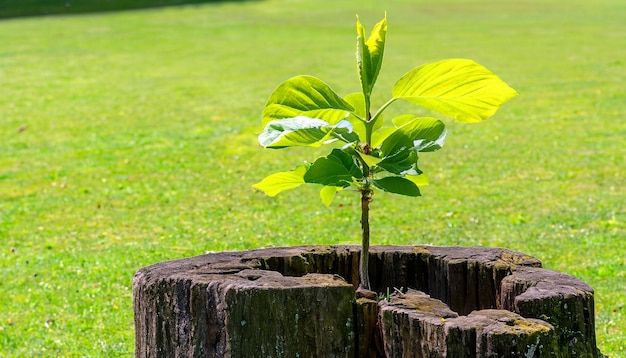 写真 生命の再生 古い木の切り株から出てくる若い木 再生と回復力の象徴