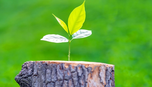 写真 生命の再生 古い木の切り株から出てくる若い木 再生と回復力の象徴