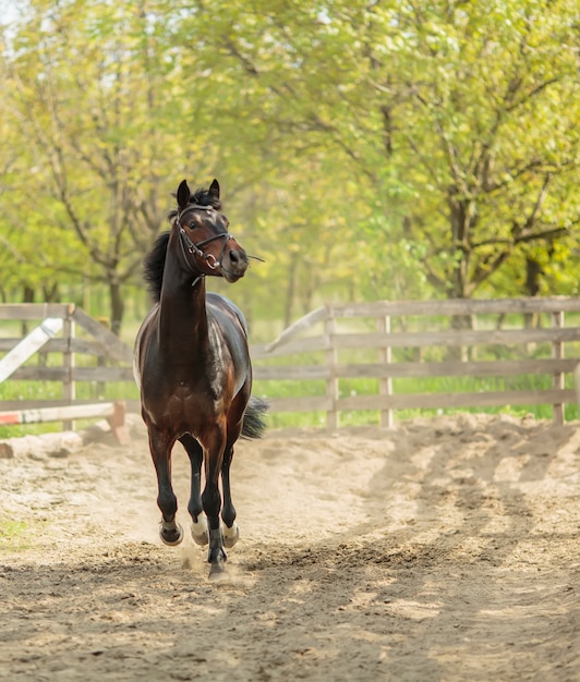 Rennend paard