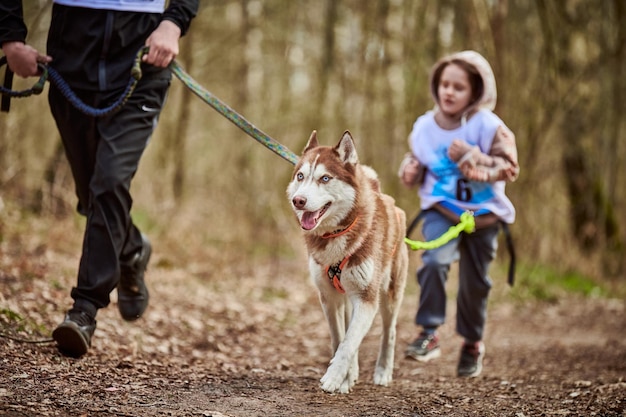 Rennende vader en meisje met het trekken van Siberische Husky sledehond in harnas op herfst bosweg