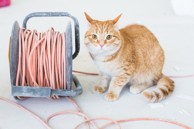 Ремонт, ремонт и концепция домашнего питомца - смешной рыжий кот сидит на полу во время косметического ремонта