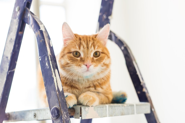 Repareren, de muren schilderen, de kat zit op de trapladder. Grappige foto.