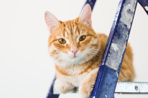 Repareren, de muren schilderen, de kat zit op de trapladder. Grappige foto.