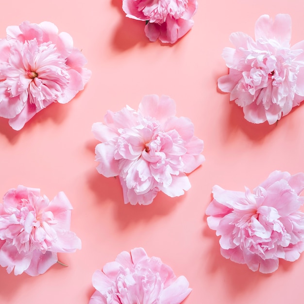 Photo repeating pattern of several peony flowers in full bloom pastel pink color isolated on pale pink background. flat lay, top view. square