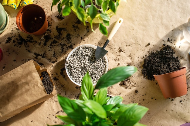 写真 屋内植物を植え直す 土壌に必要な湿度レベルの肥料を維持する