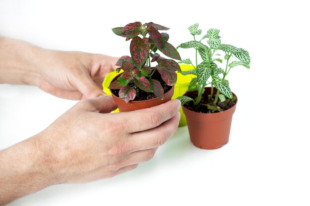 室内の庭に花を植える。