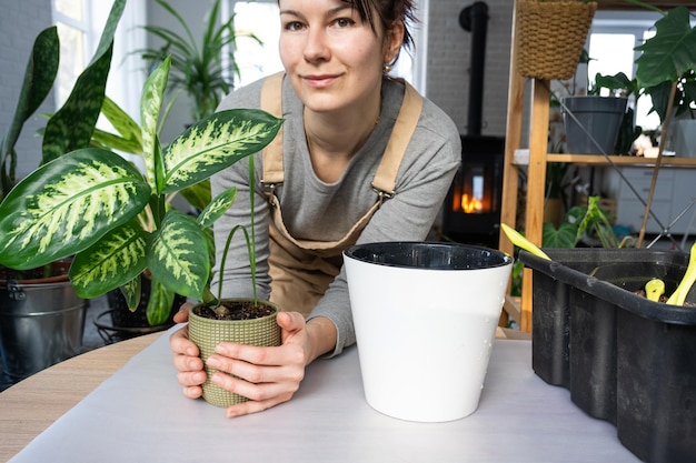 写真 家庭用植物ディーフェンバッキア トロピック スノーを家のインテリアの新しい鉢に植え替え、自動散水機能付きのダブル ポットに植える 鉢植えのクローズ アップの手入れ