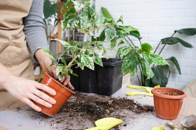 写真 ホーム インテリアの新しいポットに斑入りの家の植物ハイビスカスを植え替える鉢植えの植物の手のクローズ アップの世話