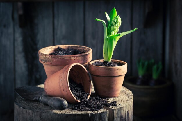 Repotting a green crocus and fertile dark soil