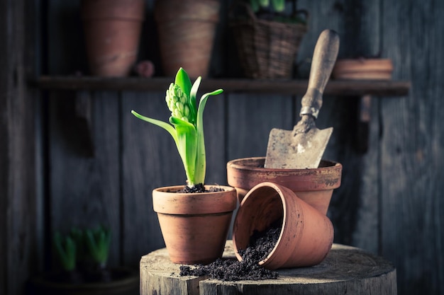 Repotting green plants in old wooden shed