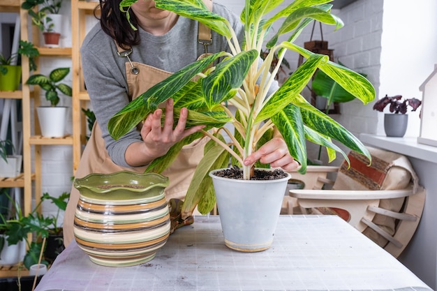 観葉植物のアグラオネマを室内の新しい鉢に植え替える エプロンを着た女性が鉢植えの世話をする