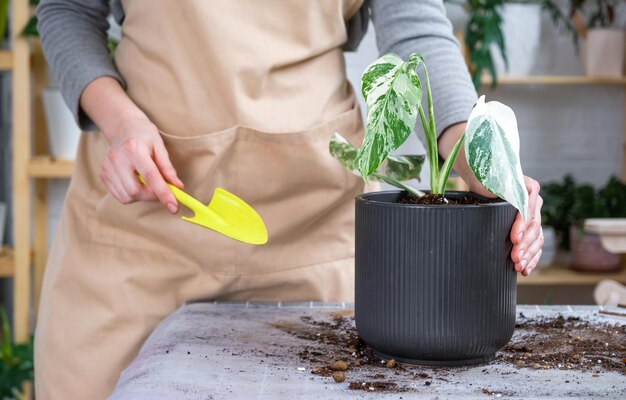 Repotting home plant monstera alba variegatny with a lump of roots into new bigger pot Caring for potted plant hands of woman in apron mock up