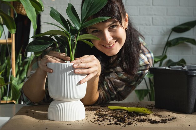 Repotting a home plant Philodendron Dragon Tail into a new pot in home interior Caring for a potted plant hands closeup