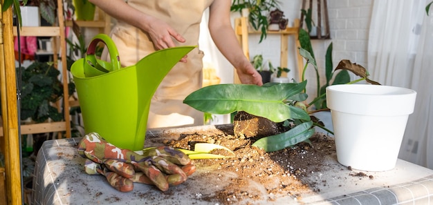 観葉植物フィロデンドロン サンタ レオポルディナを室内の新しい鉢に植え替える 根が生えた鉢植えの土塊の手入れ