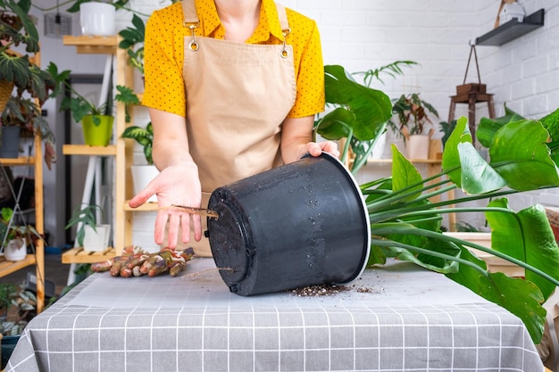 家庭用植物のストレリチア ニコライを新しい鉢に植え替える 大きなかごの根が鉢の底から出てきた 鉢植えのストレリチア レギネの世話をするエプロンを着た女性