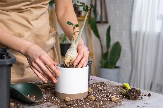 家庭用植物の多肉植物アデニウムを新しい鉢に植え替えるエプロンを着た女性の手で土シャベルを使ってテーブル上の鉢植えのレイアウトの世話をする