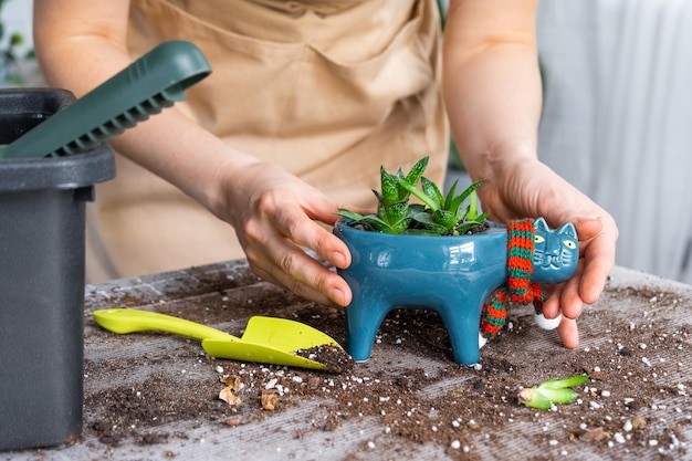 家庭用植物の多肉植物ハオルチアを猫の形をした新しい鉢に植え替える室内の自宅でエプロンを着た女性の鉢植えの世話をする手