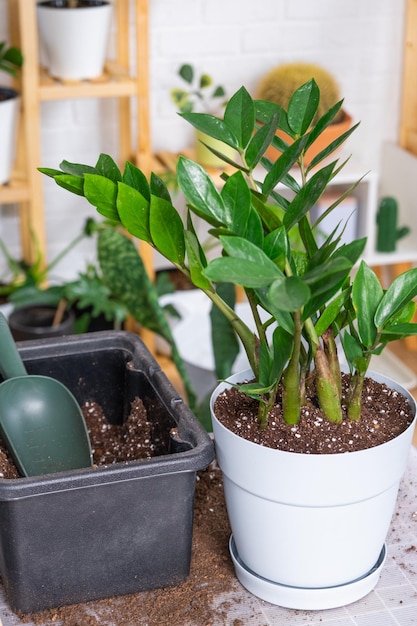 家庭用植物の多肉植物ザミオクルカを新しい鉢に植え替える 土シャベル観賞用植木鉢を使ってテーブル上の鉢植えのレイアウトの世話をする