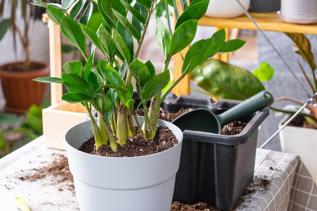 家庭用植物の多肉植物ザミオクルカを新しい鉢に植え替える 土シャベル観賞用植木鉢を使ってテーブル上の鉢植えのレイアウトの世話をする