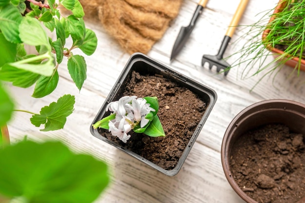 Repotting Houseplants Flat Lay Top View of Garden Tools Sprout of Purple Hyacinth Plants and Soil on White Wooden Table Potted Plant Care at Home Urban jungle Caring Gardening High Angle View