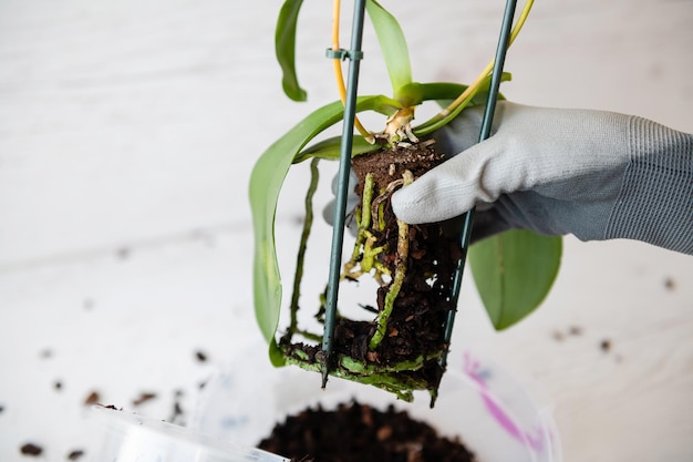 女性の手に根を植えて蘭を植え替える