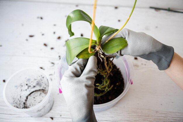 女性の手に根を植えて蘭を植え替える