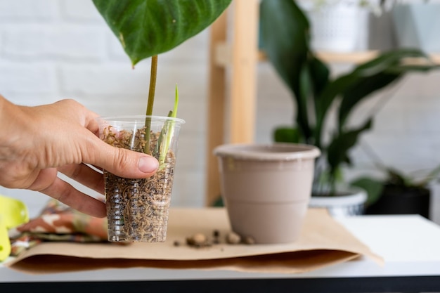 Reproductie en verplanten van een huisplant philodendron verrucosum in een pot een vrouw plant een stengel met wortels in een nieuwe grond geworteld in een glas met mos zorgen voor een potplant handen close-up