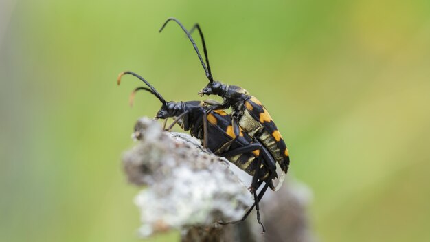 自然の中での昆虫の繁殖