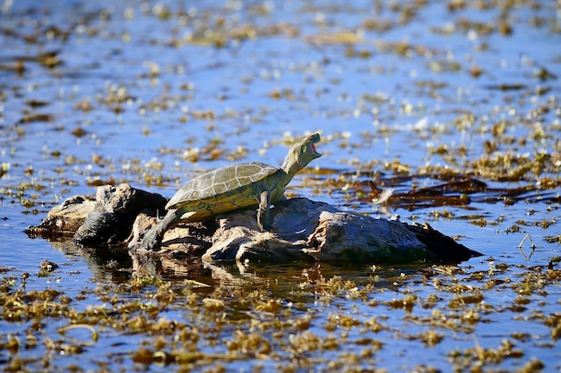 Reptielen in hun natuurlijke omgeving.