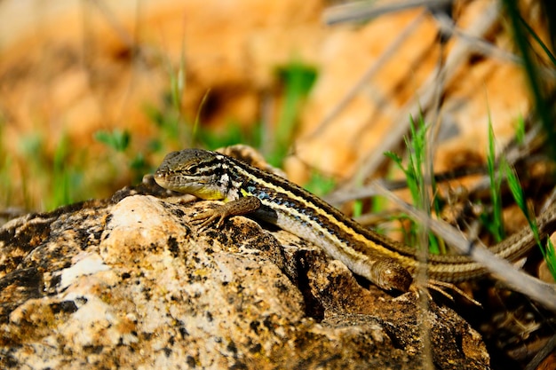 Reptielen in hun natuurlijke omgeving.