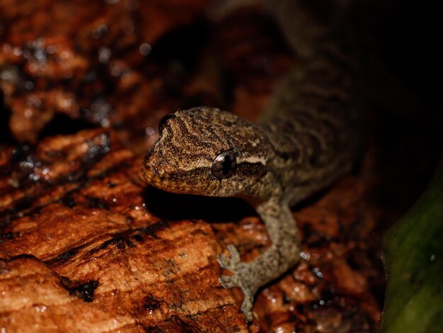 Photo reptile gecko lizard natural wildlife