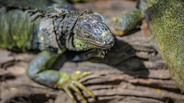 Reptile Green Iguana