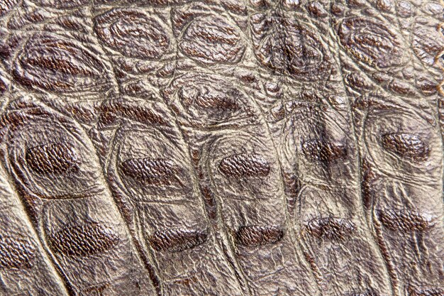 Reptile skin a crocodile or snake