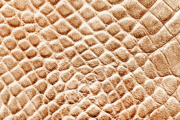 Reptile skin texture snake or crocodile