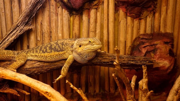 テラリウムの爬虫類。動物園の動物。枝に休んでいる爬虫類